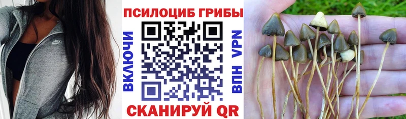 Псилоцибиновые грибы Magic Shrooms  Ипатово 